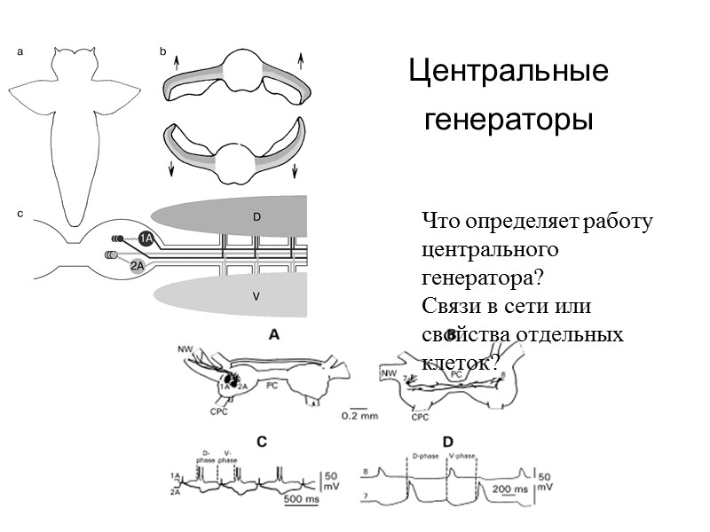 Центральные генераторы    Что определяет работу центрального генератора? Связи в сети или